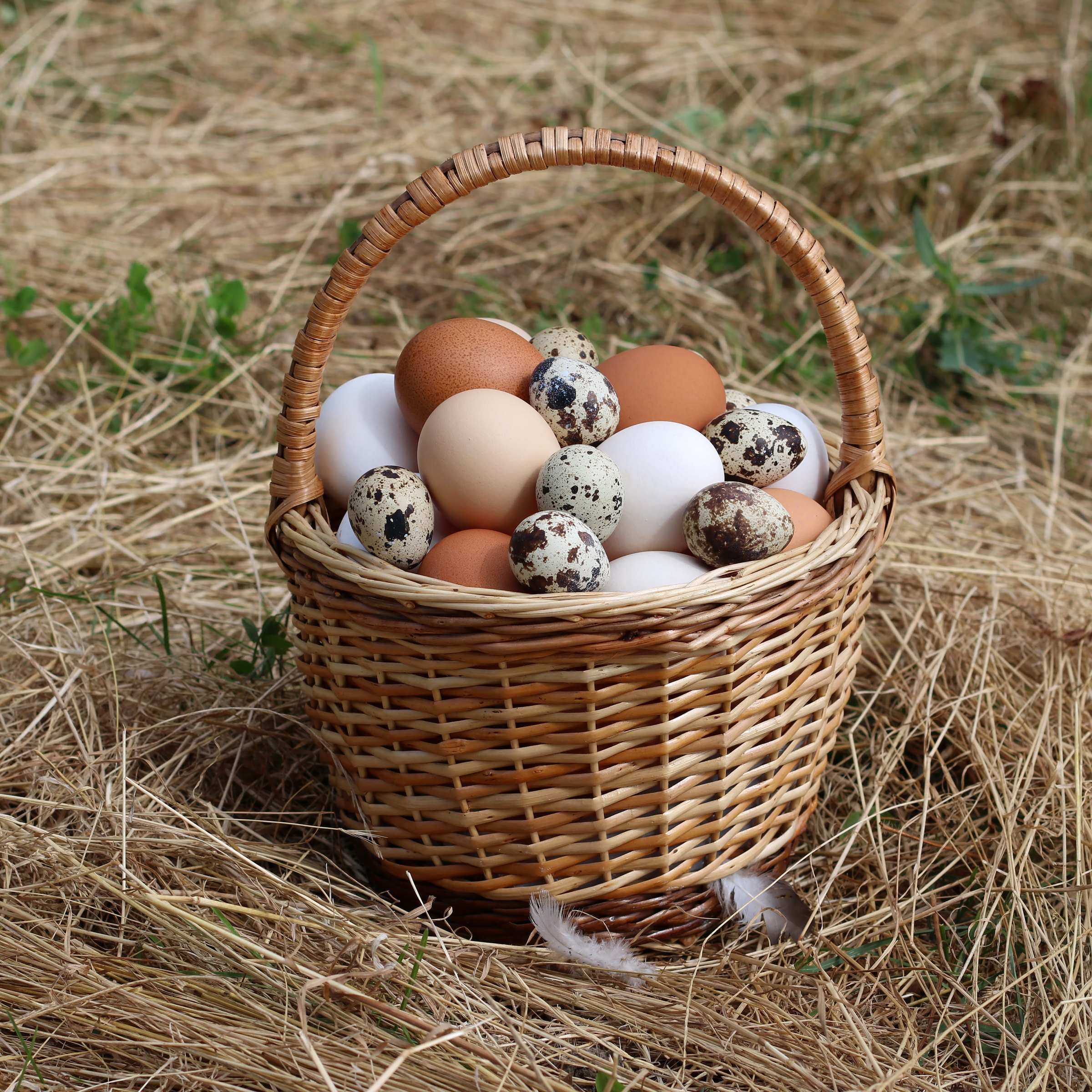 A basket of brown chicken eggs and speckled quail eggs